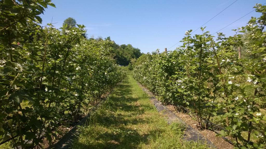 Terra E D'iseo Franciacorta Vakantieboerderij Paratico
